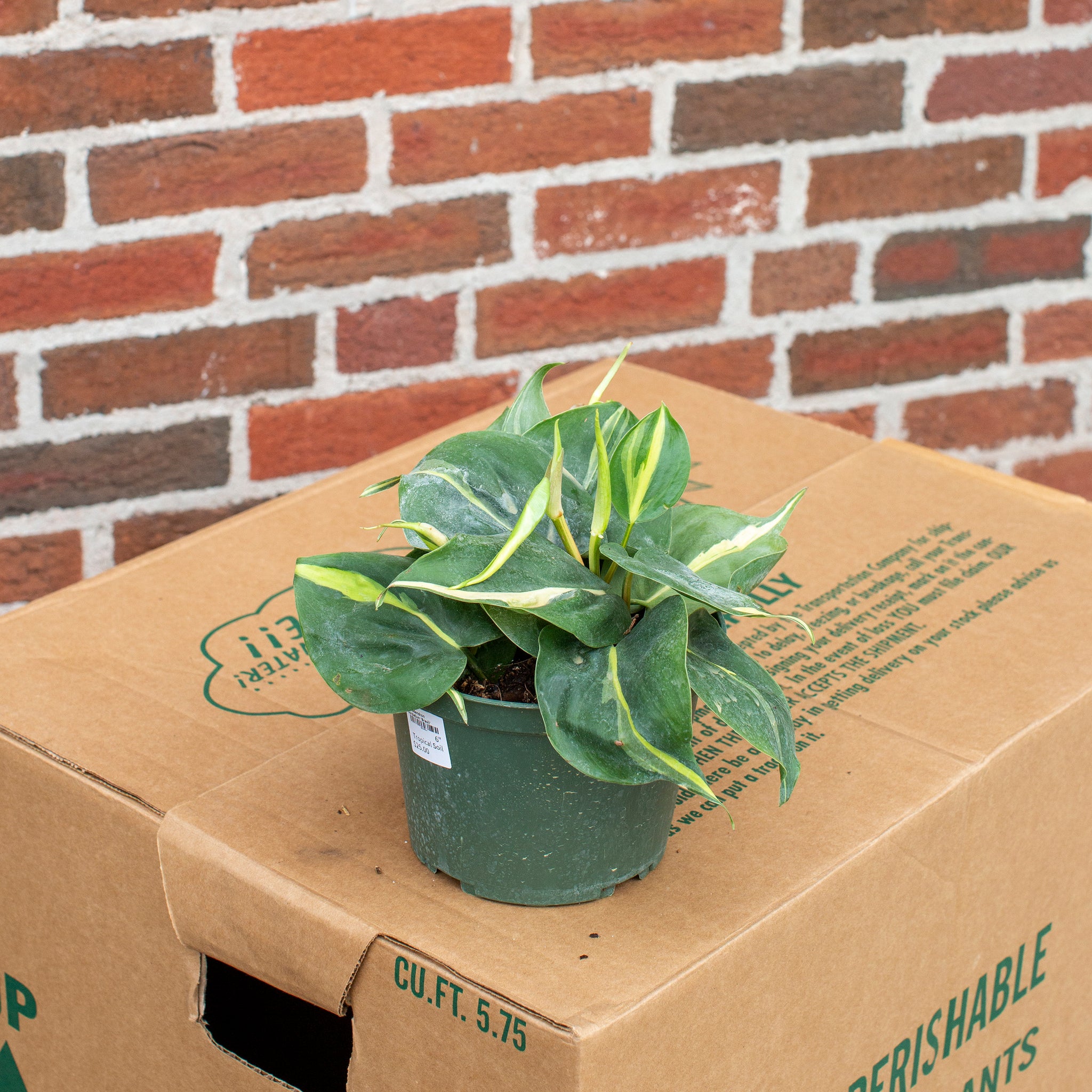 cardboard philodendron Philodendron cordatum 'Brasil' – The Victorian Atlanta