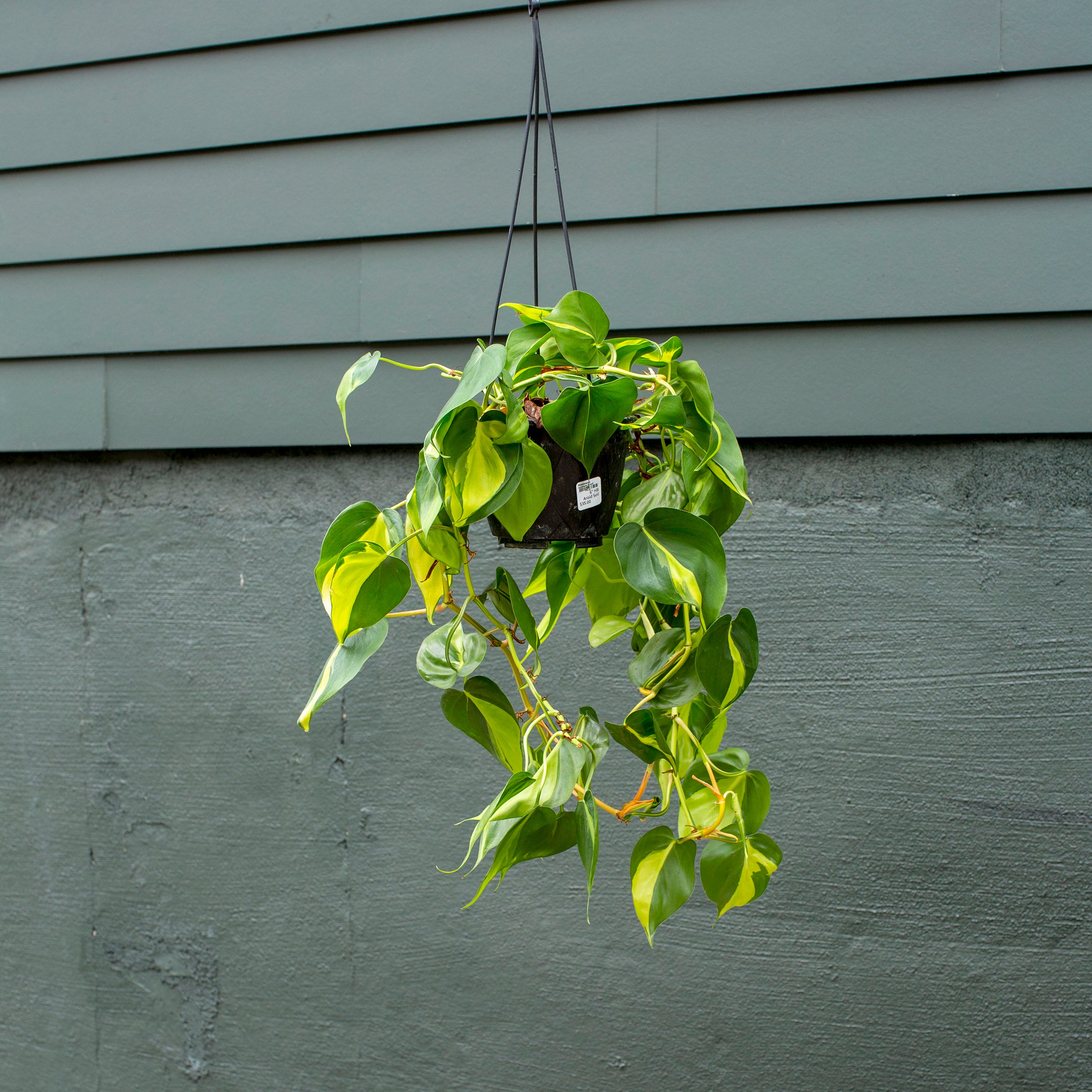 brasil philodendron soil Philodendron cordatum 'Brasil' – The Victorian Atlanta