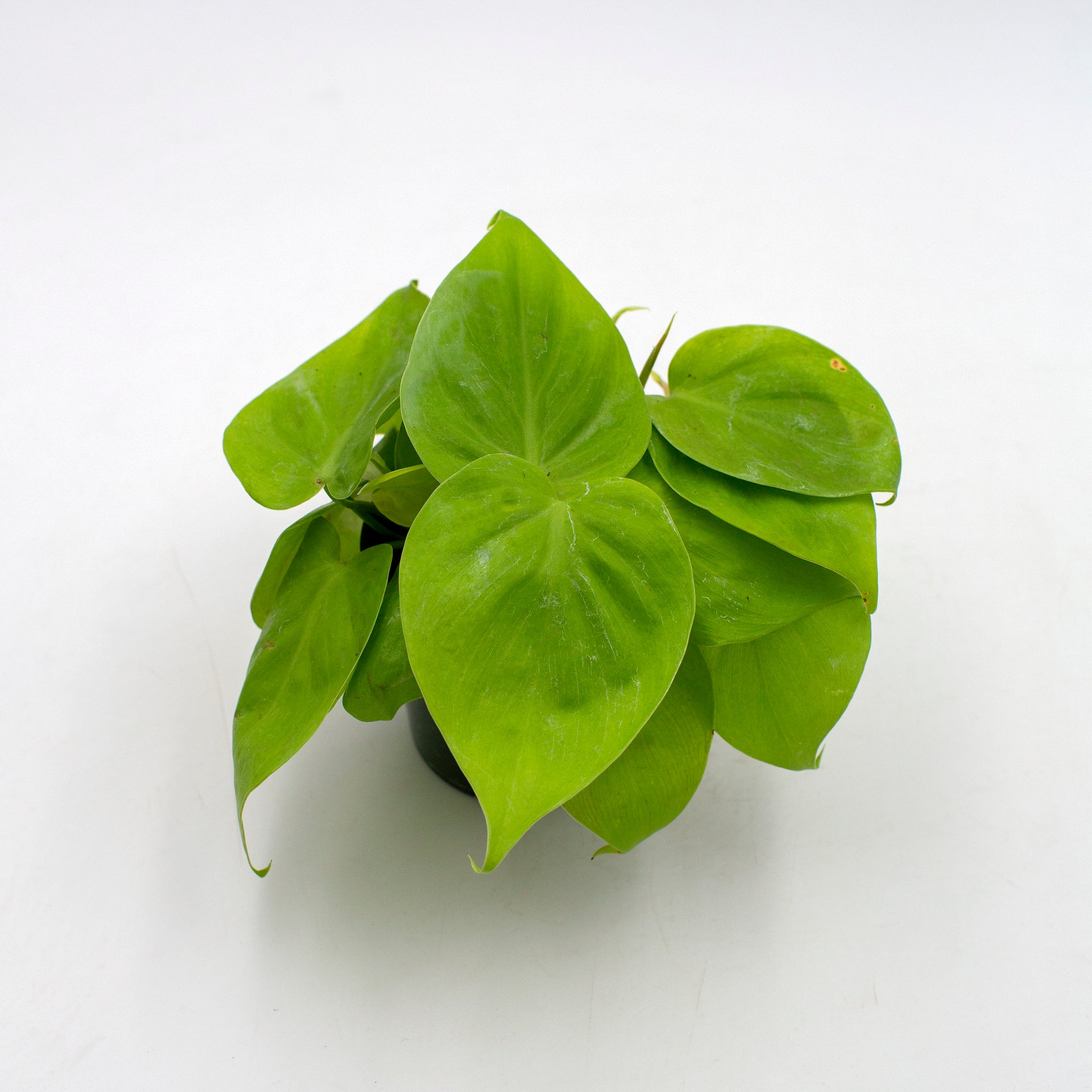 philodendron cordatum lime Philodendron cordatum 'Lemon Lime' – The Victorian Atlanta