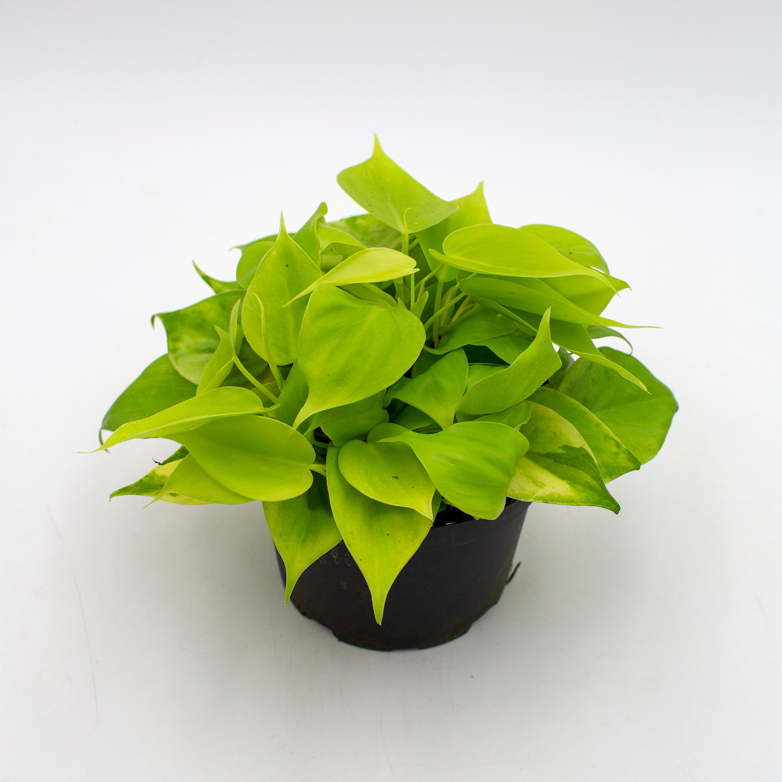Philodendron cordatum 'Lemon Lime' – The Victorian Atlanta