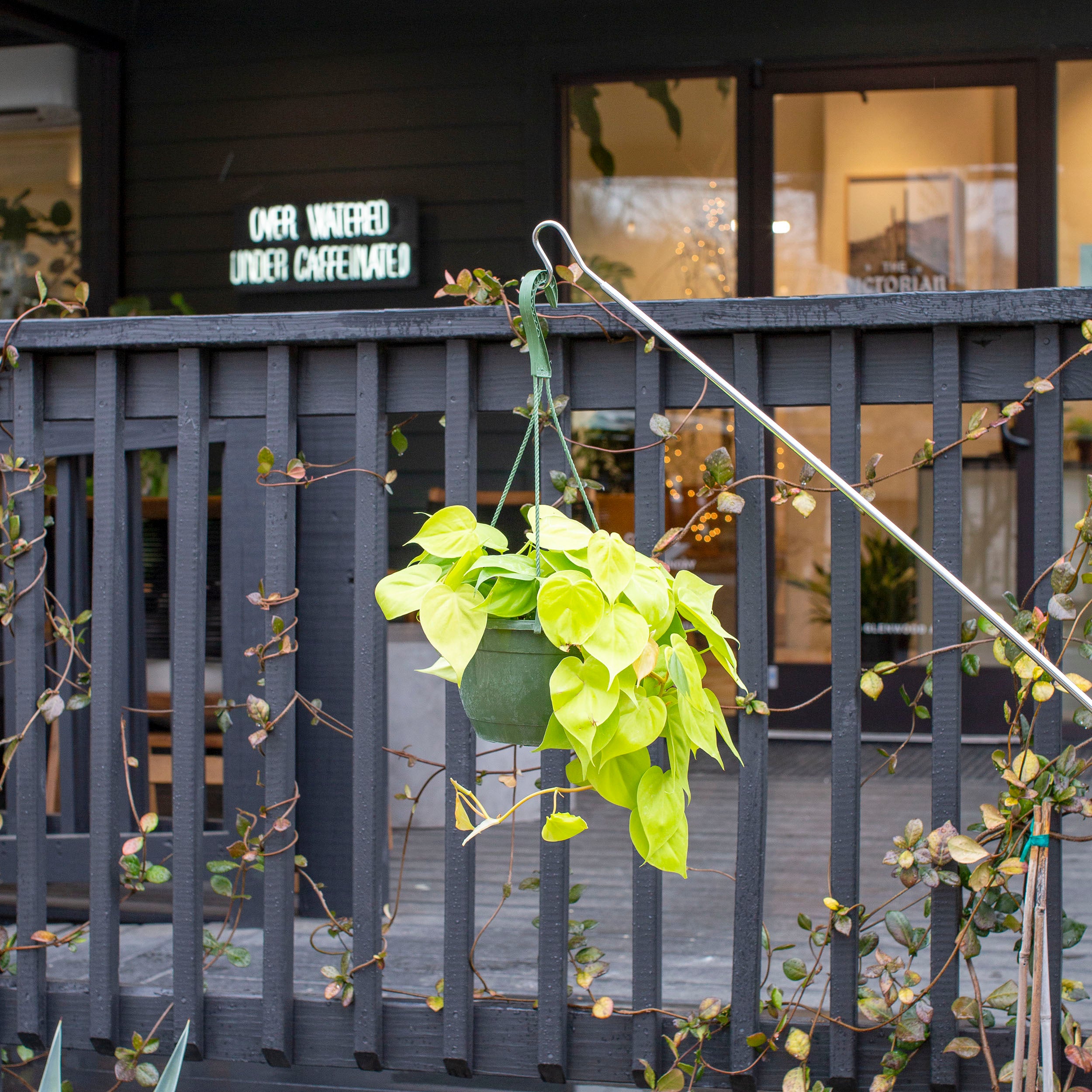 Philodendron cordatum 'Lemon Lime'  The Victorian Atlanta