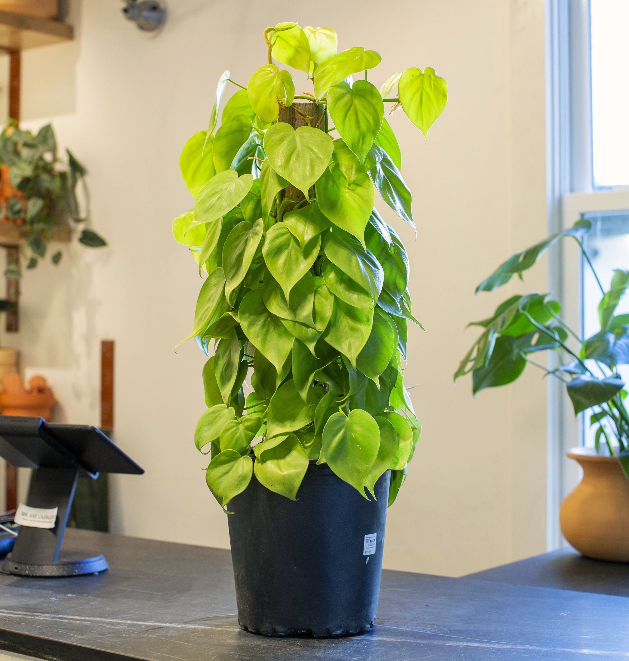 lime philodendron Philodendron cordatum 'Lemon Lime' – The Victorian Atlanta
