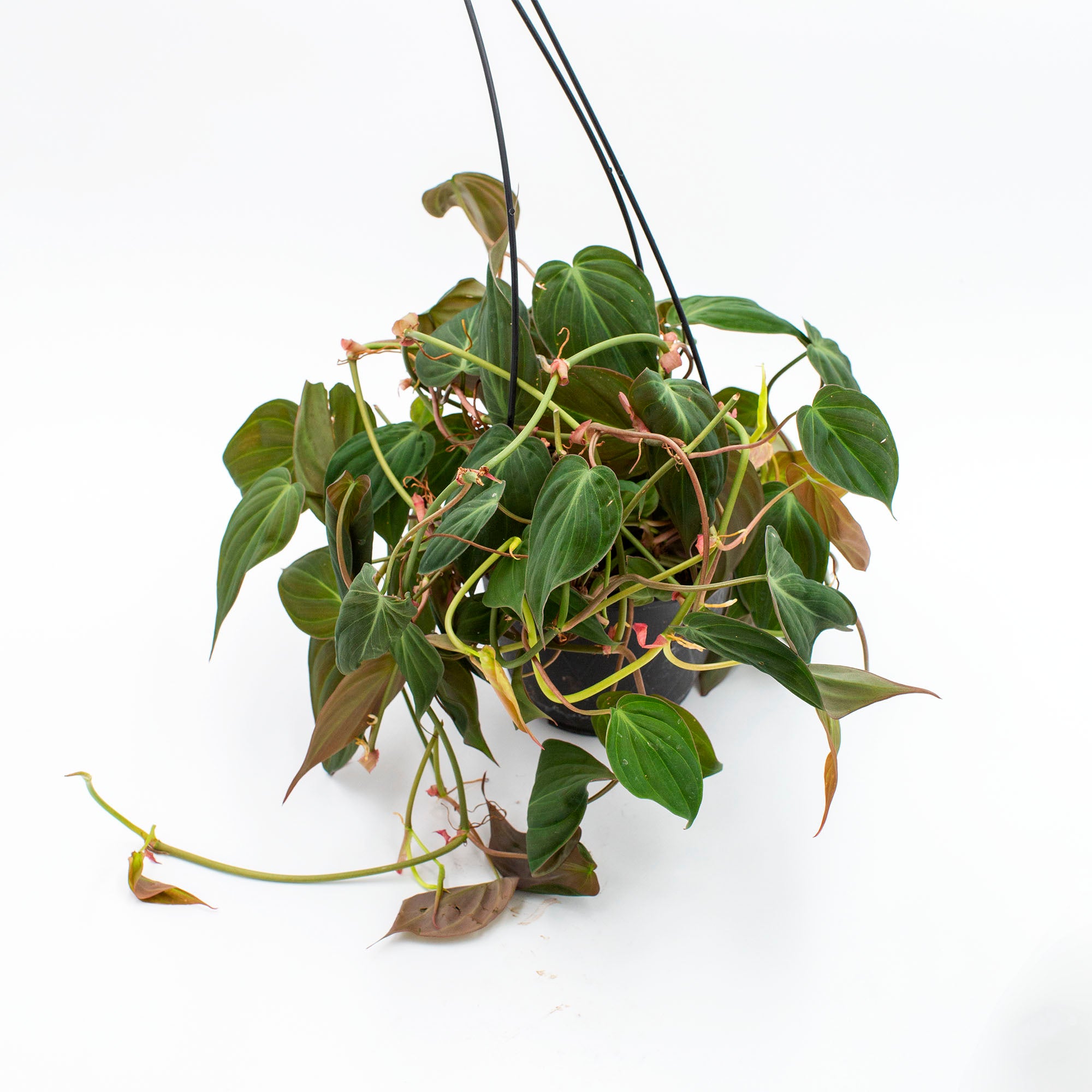 philodendron hederaceum var micans Philodendron hederaceum 'Micans' – The Victorian Atlanta