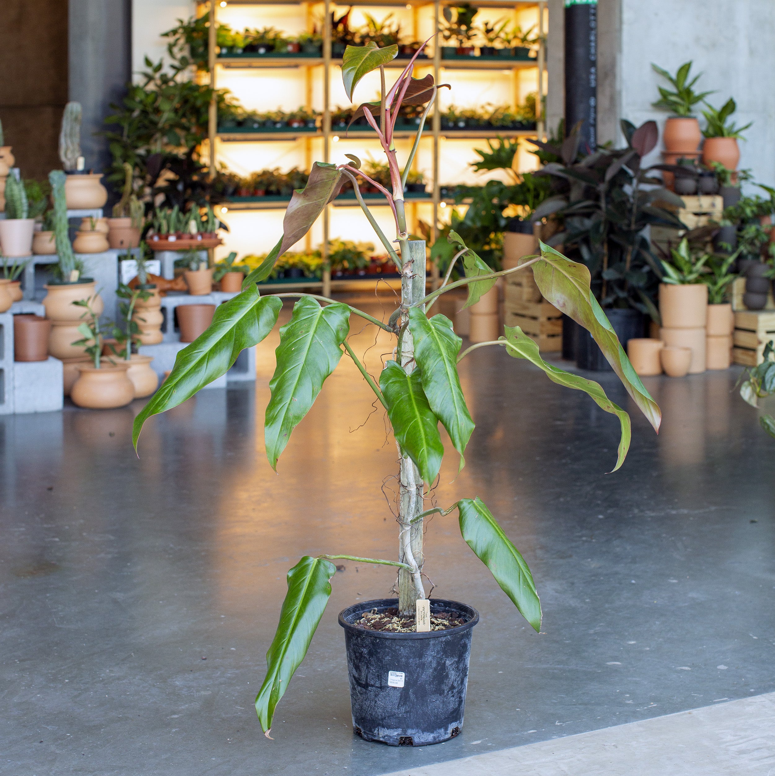Philodendron ‘Orange Marmalade’ – The Victorian Atlanta