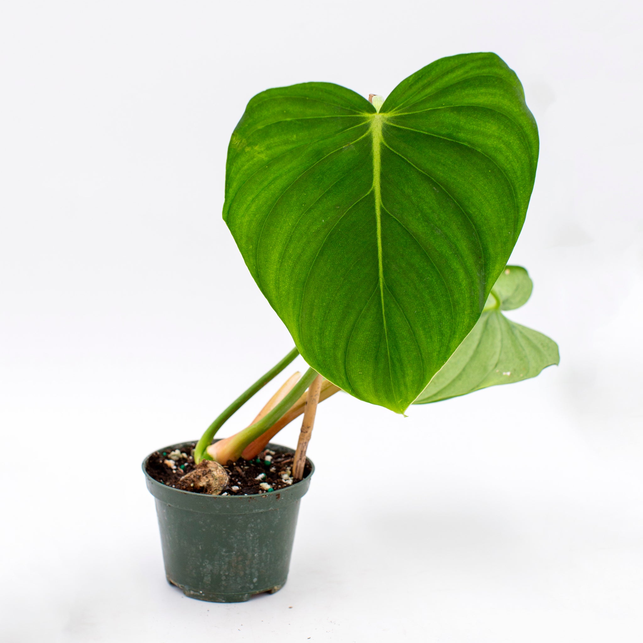 Philodendron pastazanum