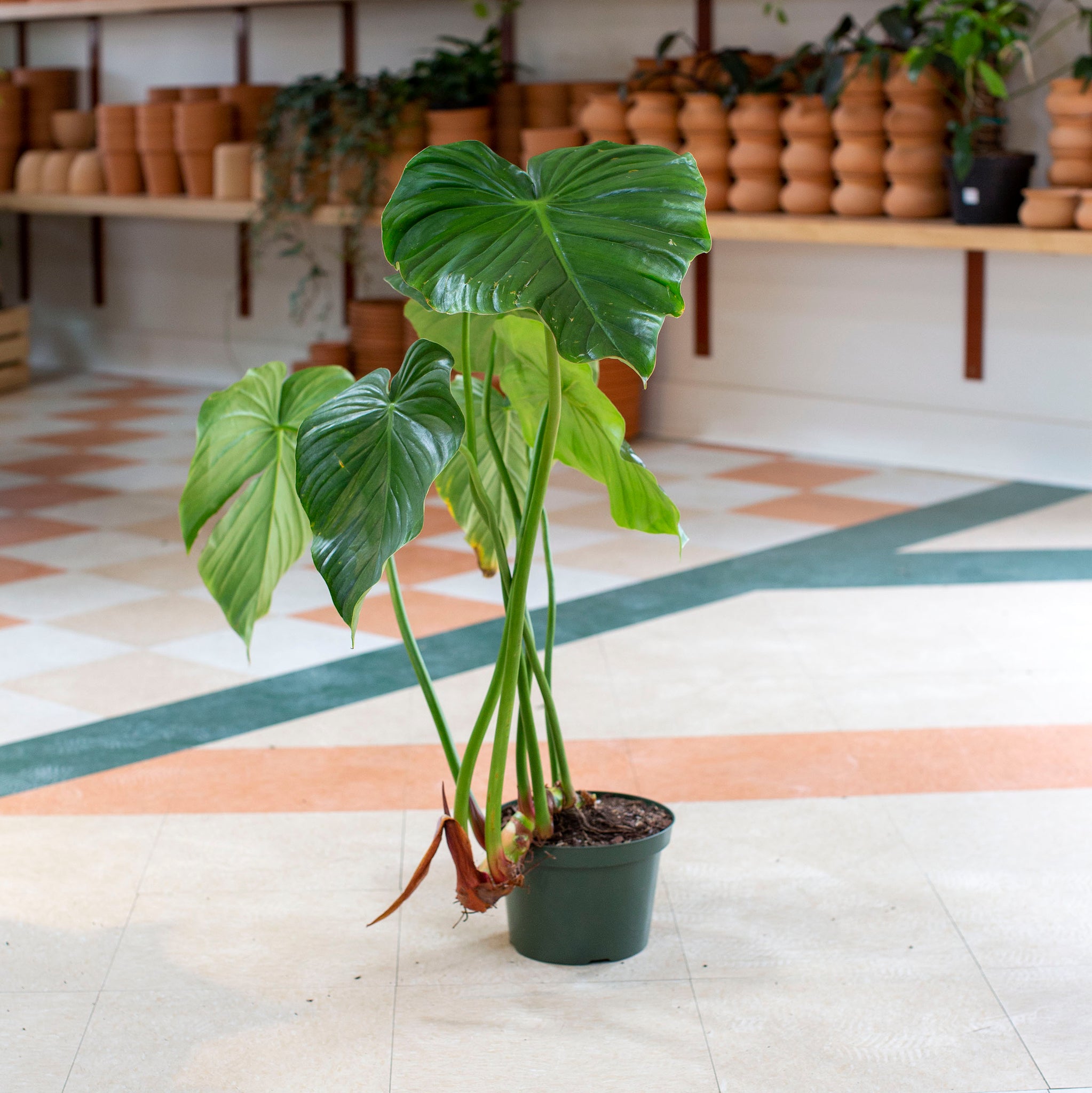 Philodendron pastazanum