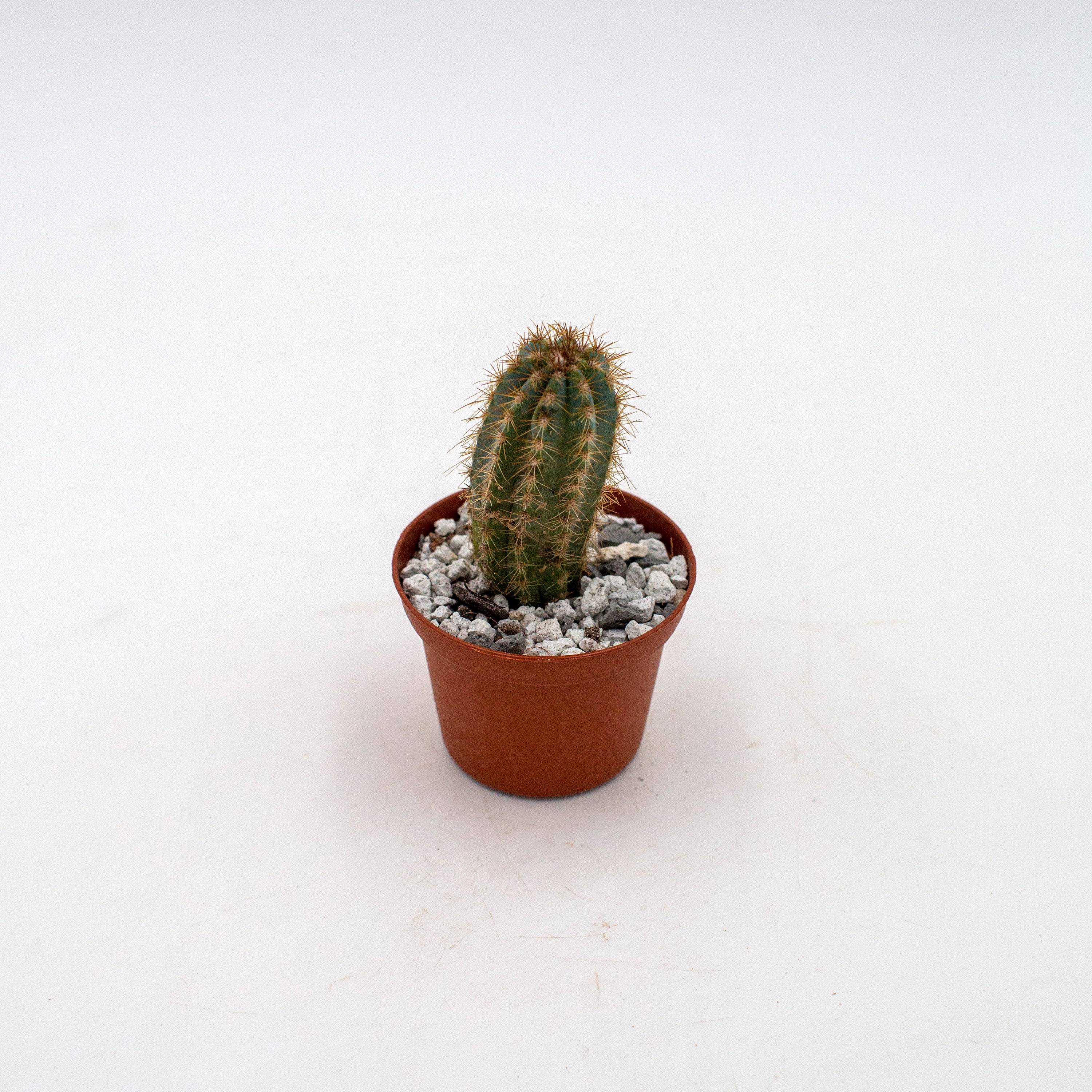 kaktus pilosocereus azureus Pilosocereus azureus – The Victorian Atlanta