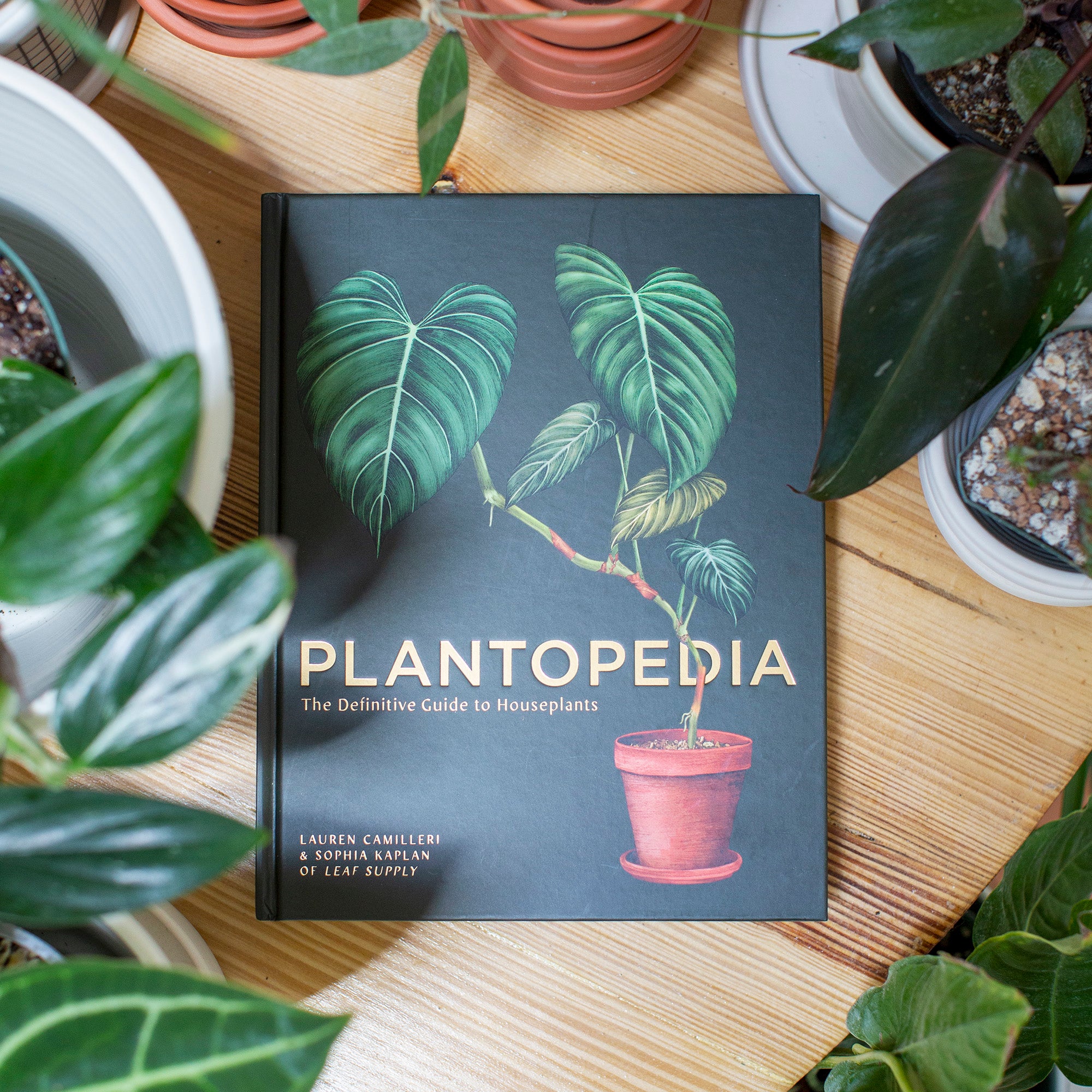 Plantopedia The Definitive Guide To Houseplants The Victorian Atlanta plantopedia-the-definitive-guide-to-houseplants-the-victorian-atlanta