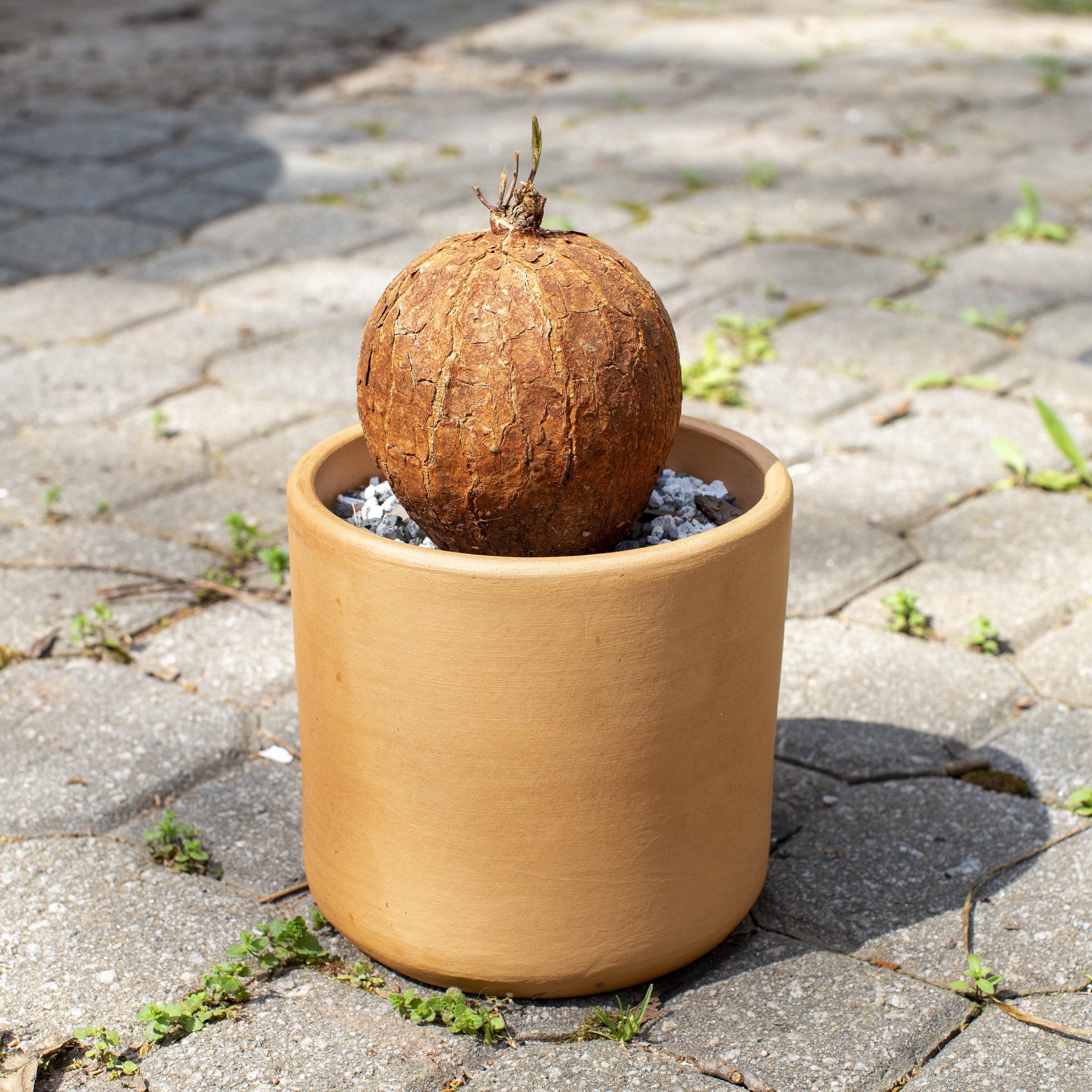 塊根植物・コーデックス The Landscapers DRY CYLINDER The Ceramic Cylinder Planter with Saucer, 2nd Generation
