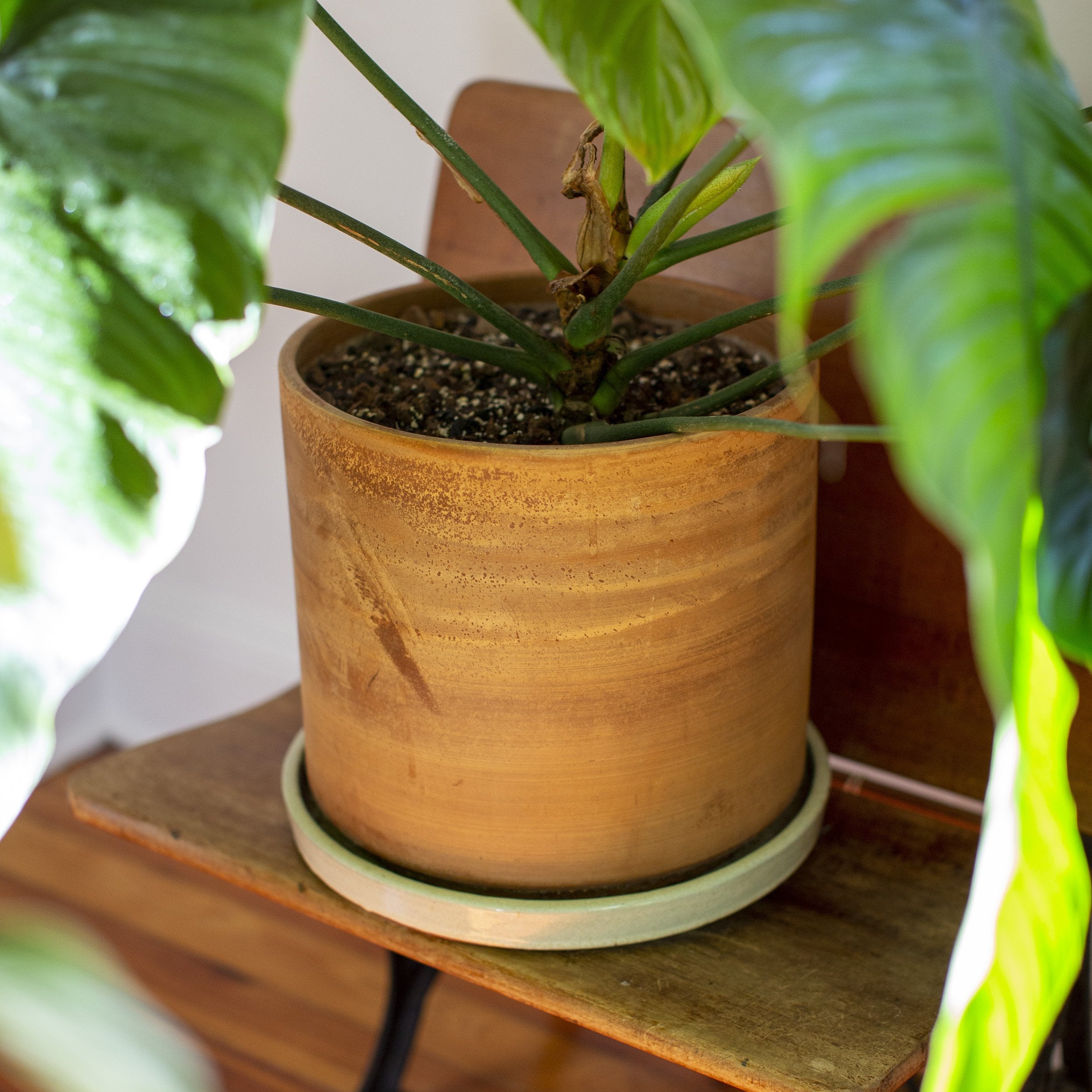 novelty pots for plants Novelty 10 Inch Round Dolce Planter, Black