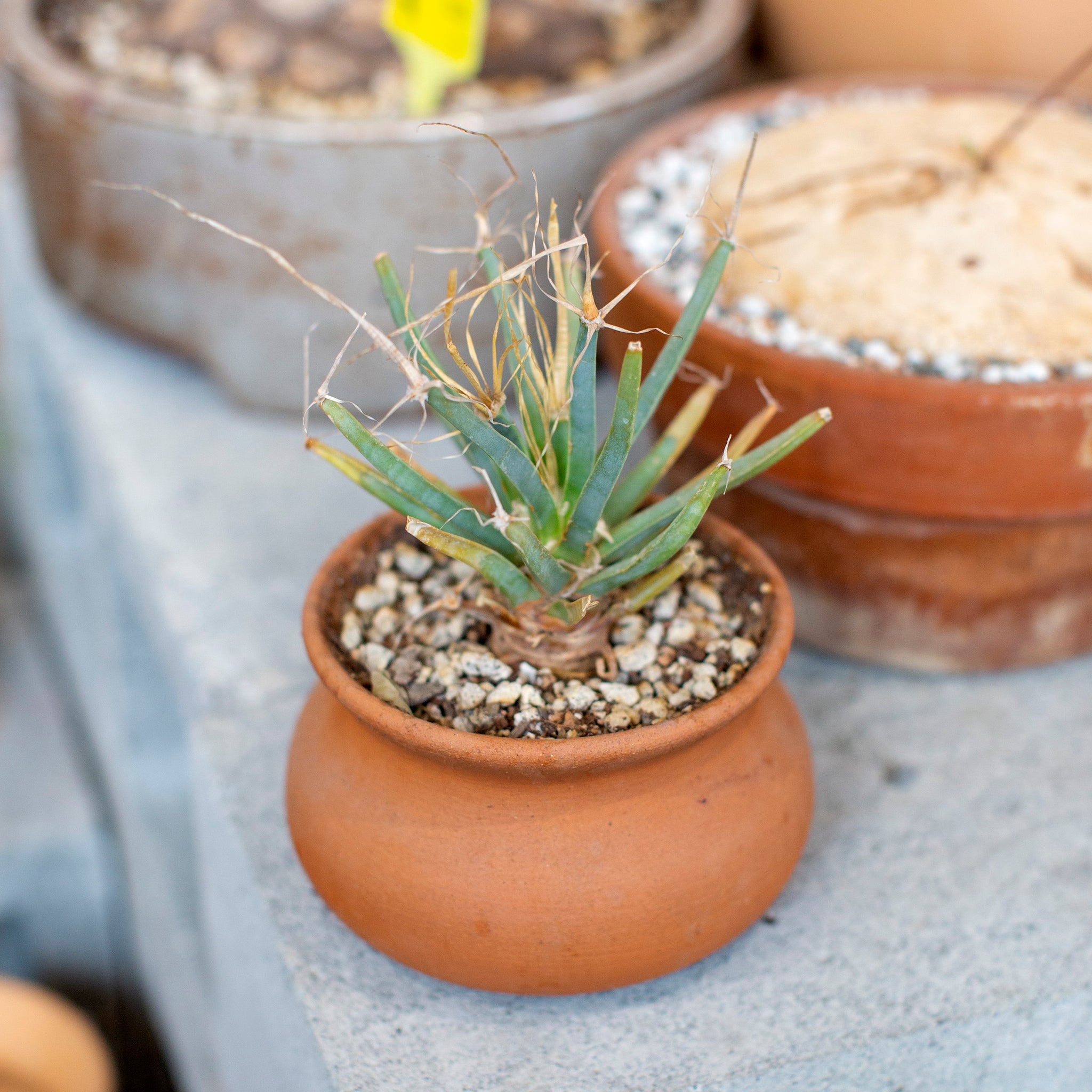 wash pot planter Wash Pot