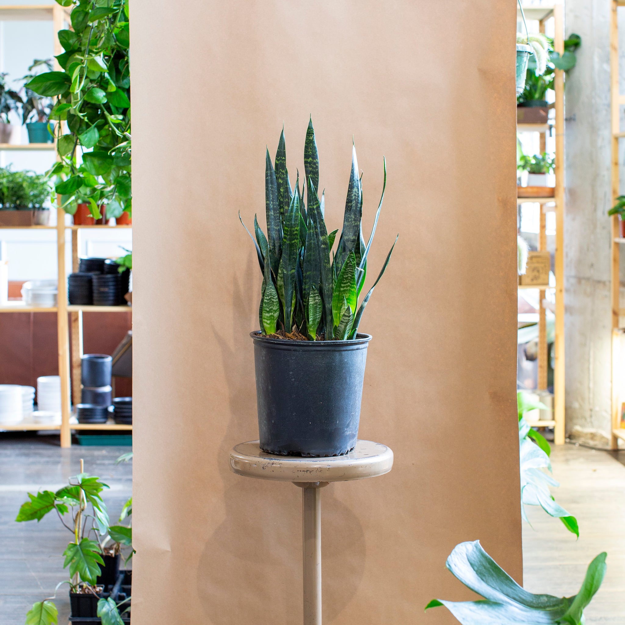Sansevieria trifasciata 'Black Coral'