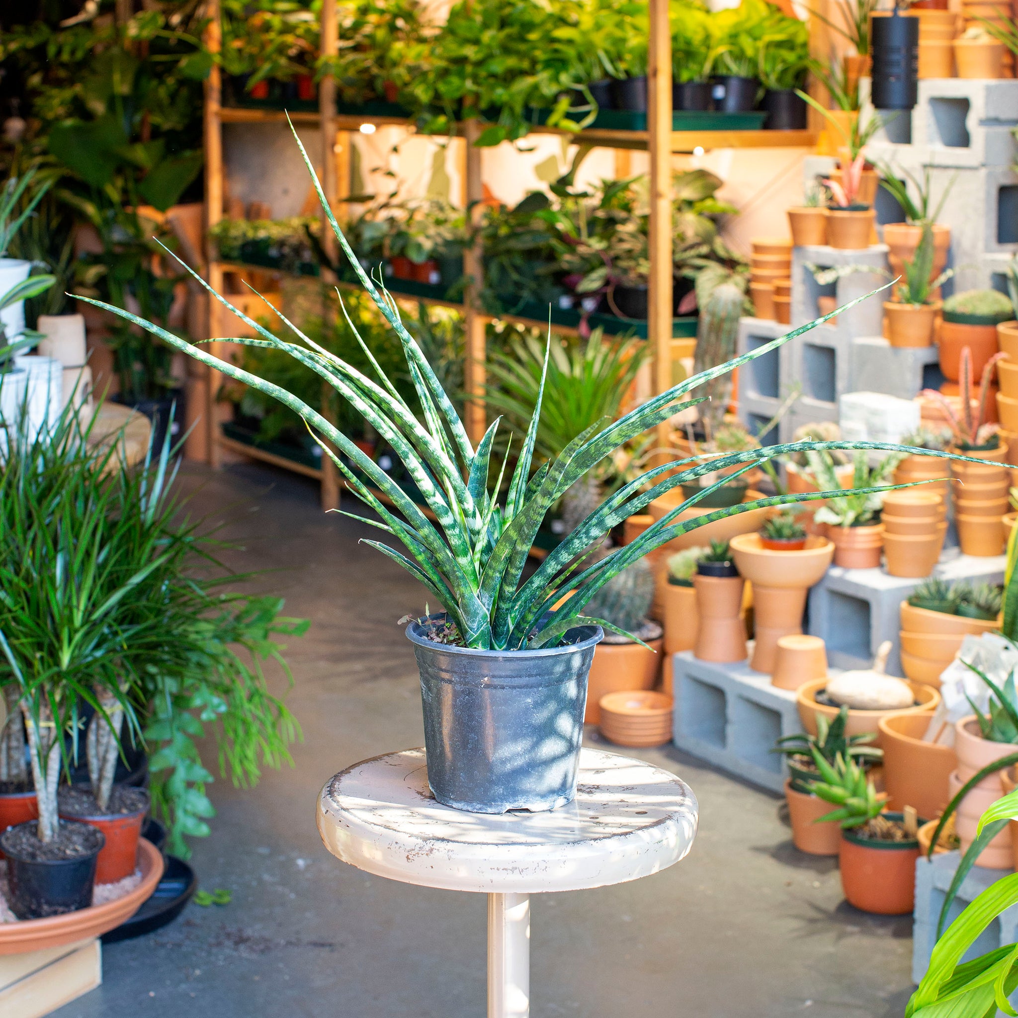 vigoro sansevieria Sansevieria fernwood 'Mikado' – The Victorian Atlanta