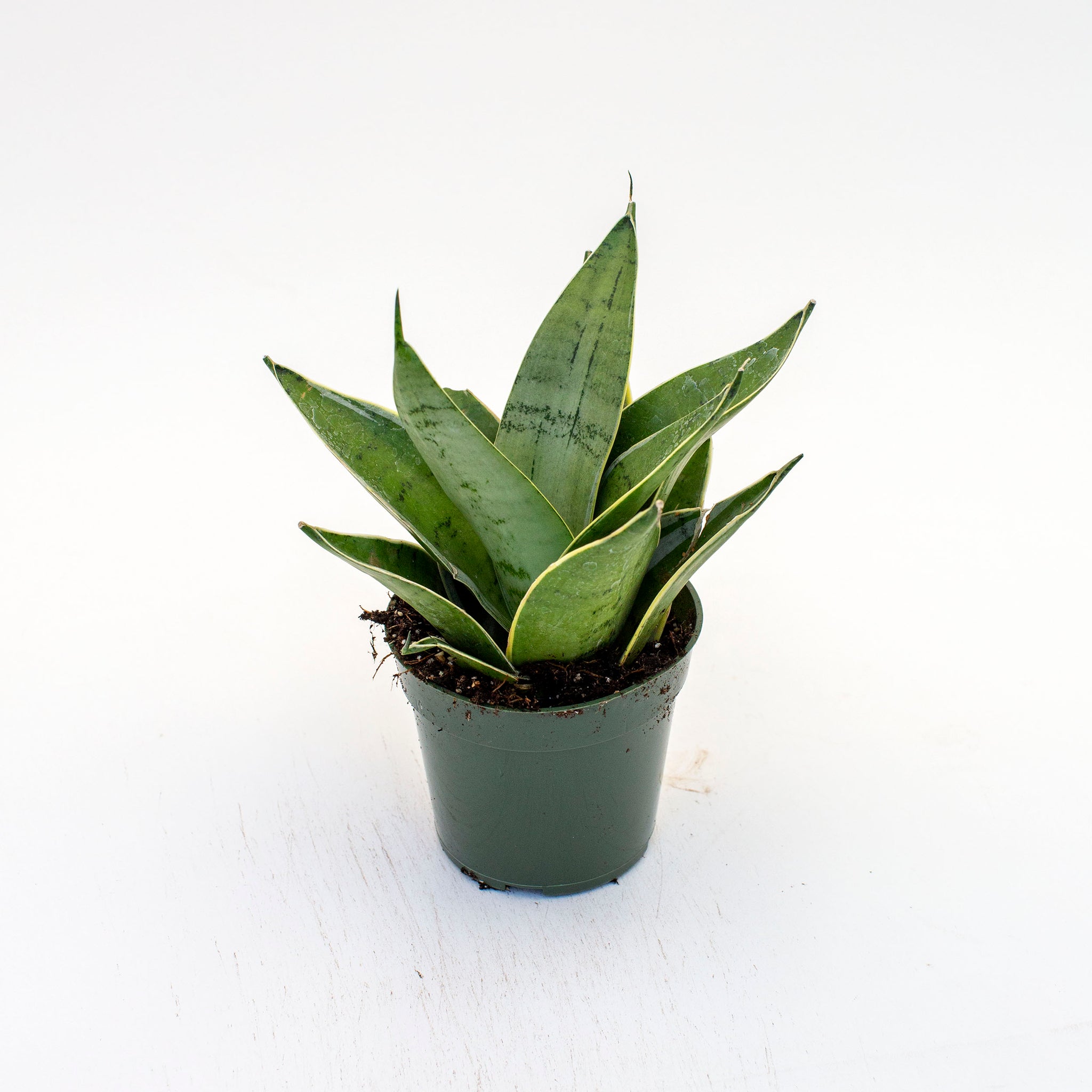 Sansevieria 'Night Owl'