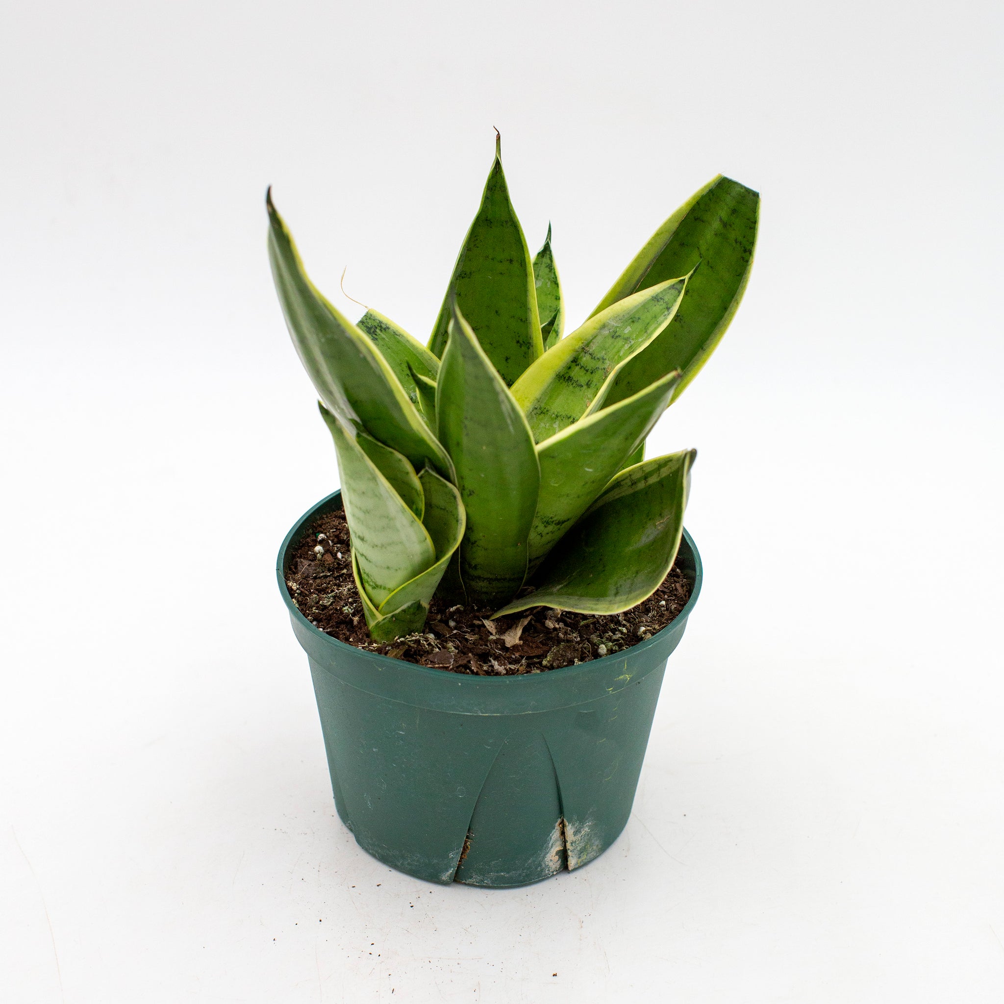 Sansevieria 'Night Owl'