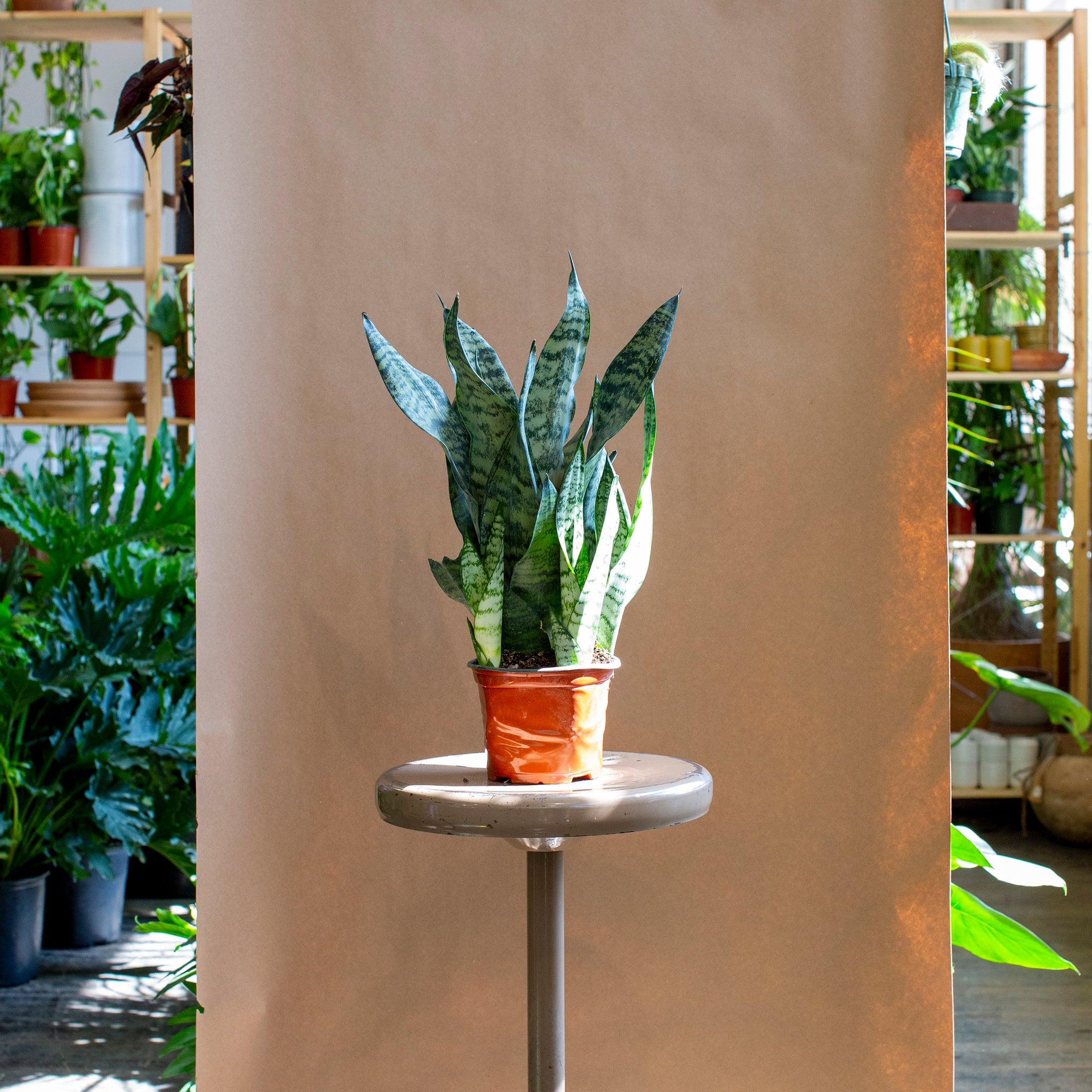 Sansevieria 'Robusta'