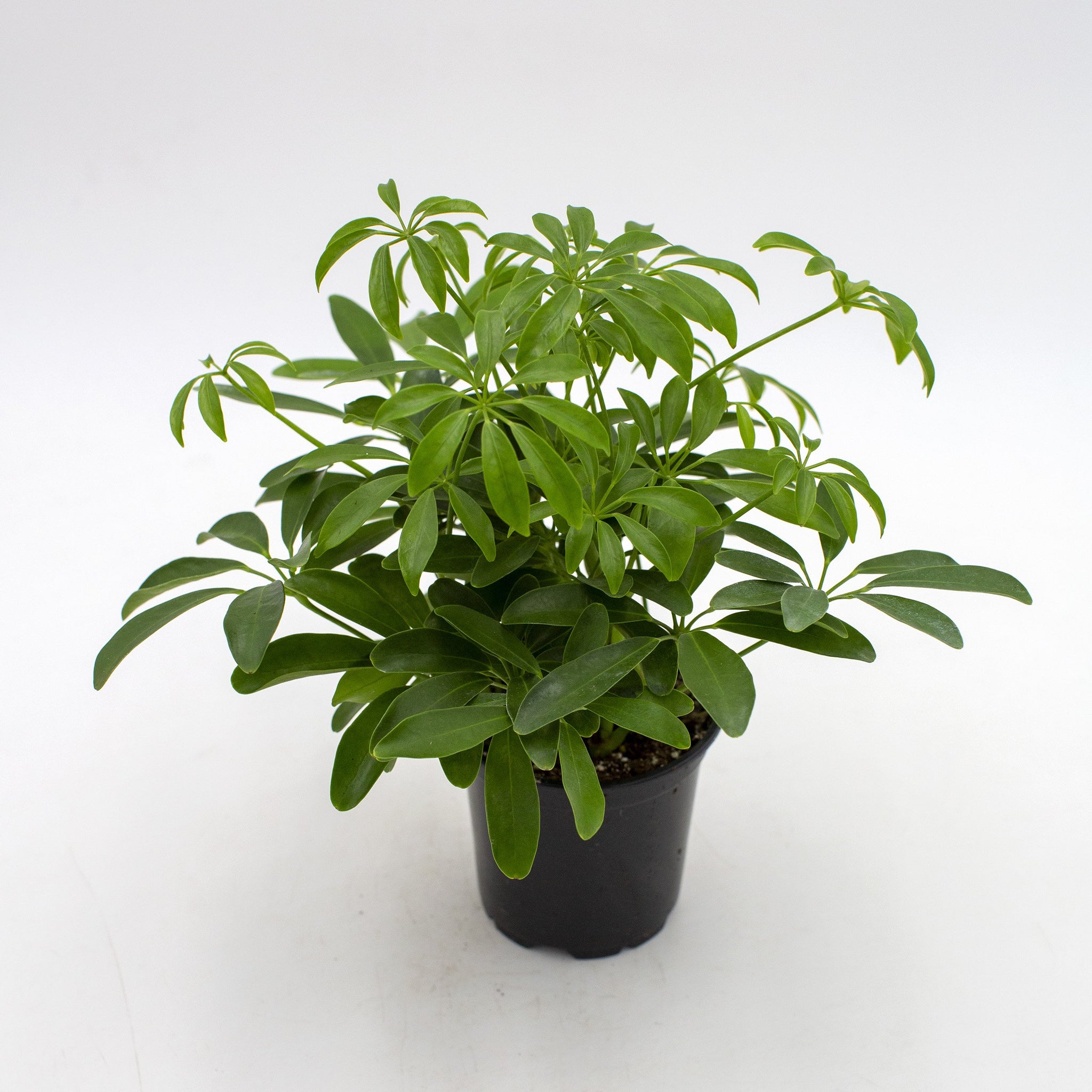 Schefflera arboricola 'Umbrella Plant'