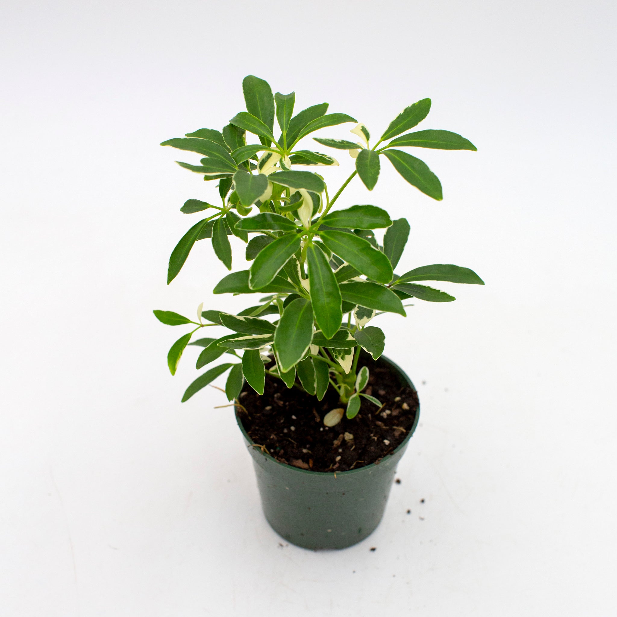 Schefflera arboricola 'Umbrella Plant'