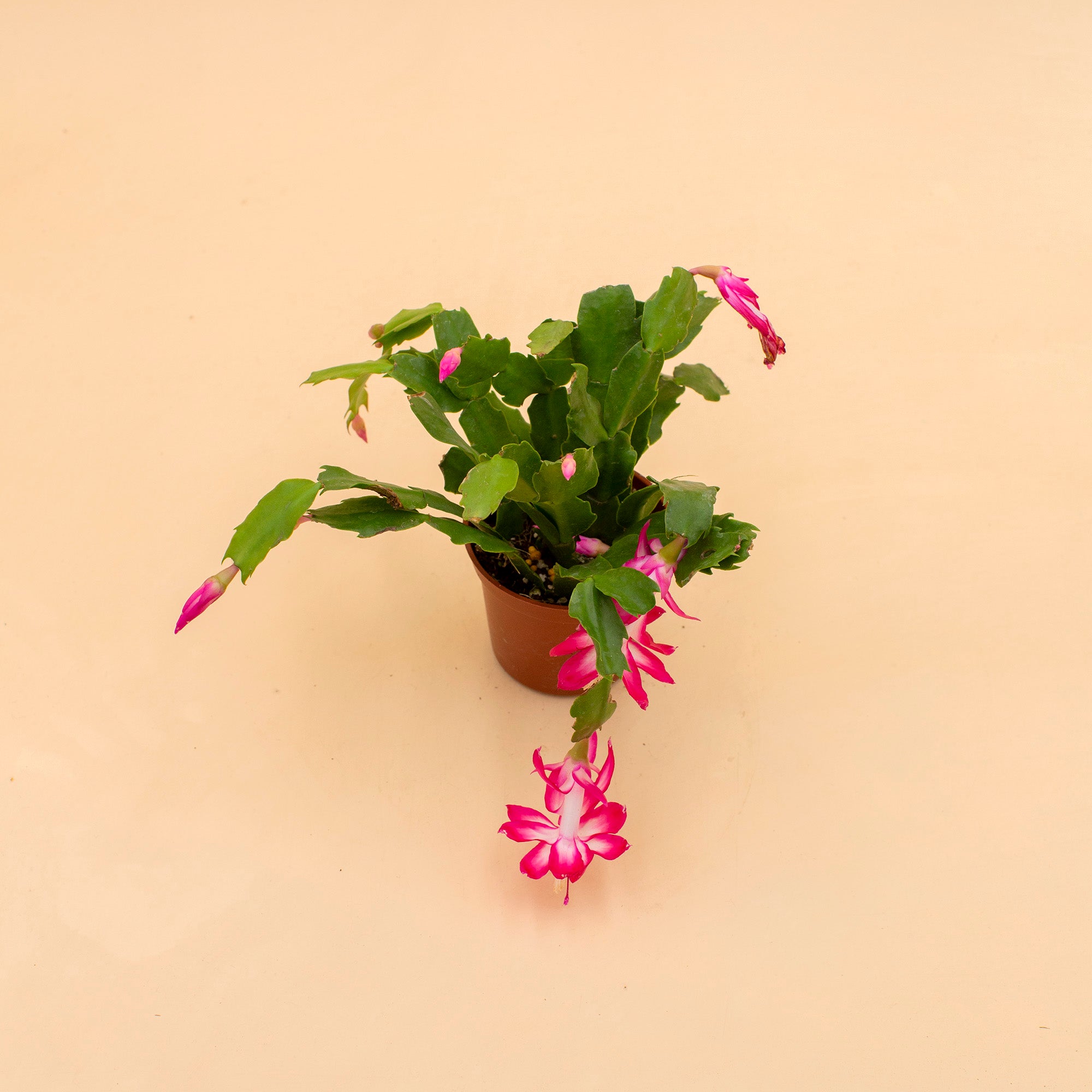 Schlumbergera truncata 'Thanksgiving Cactus'