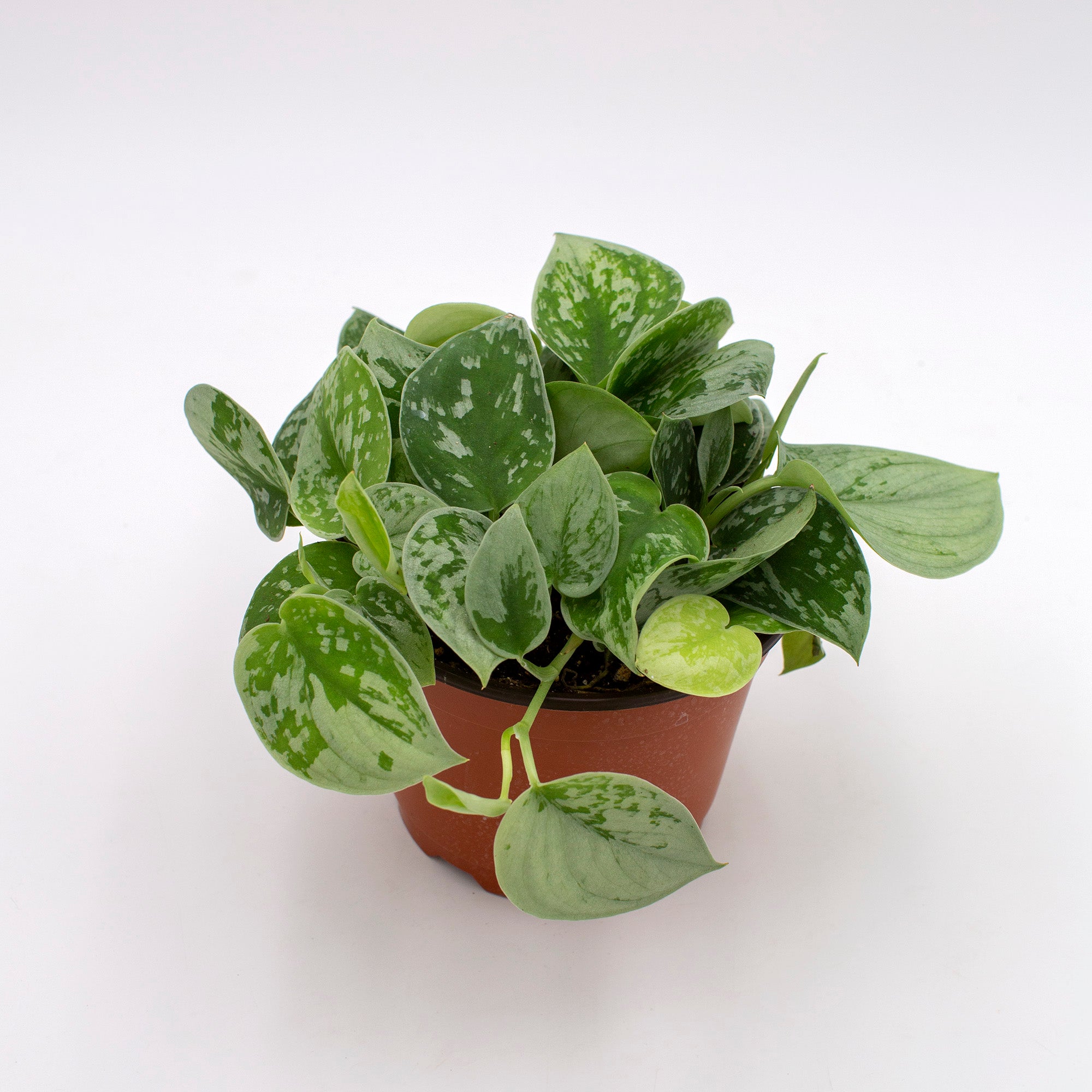 Scindapsus pictus 'Silvery Ann'