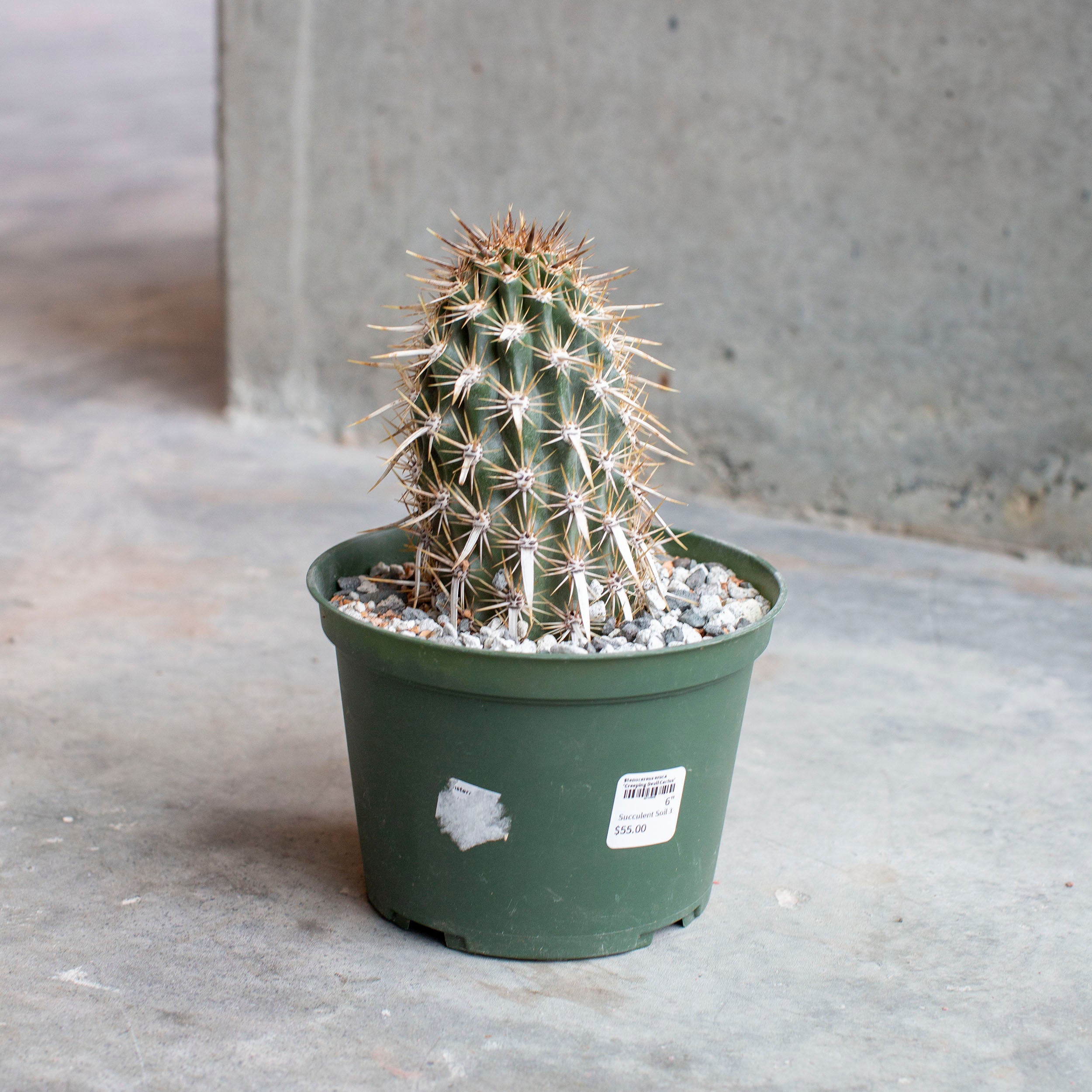 Stenocereus eruca 'Creeping Devil Cactus' – The Victorian Atlanta