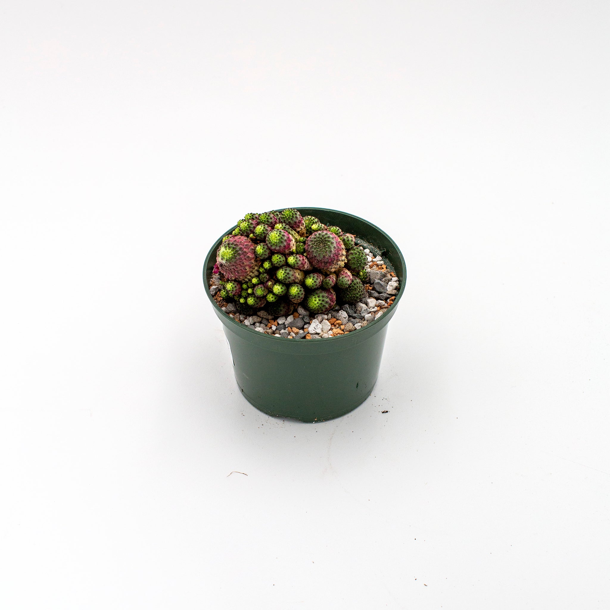Sulcorebutia rauschii f. violacidermis