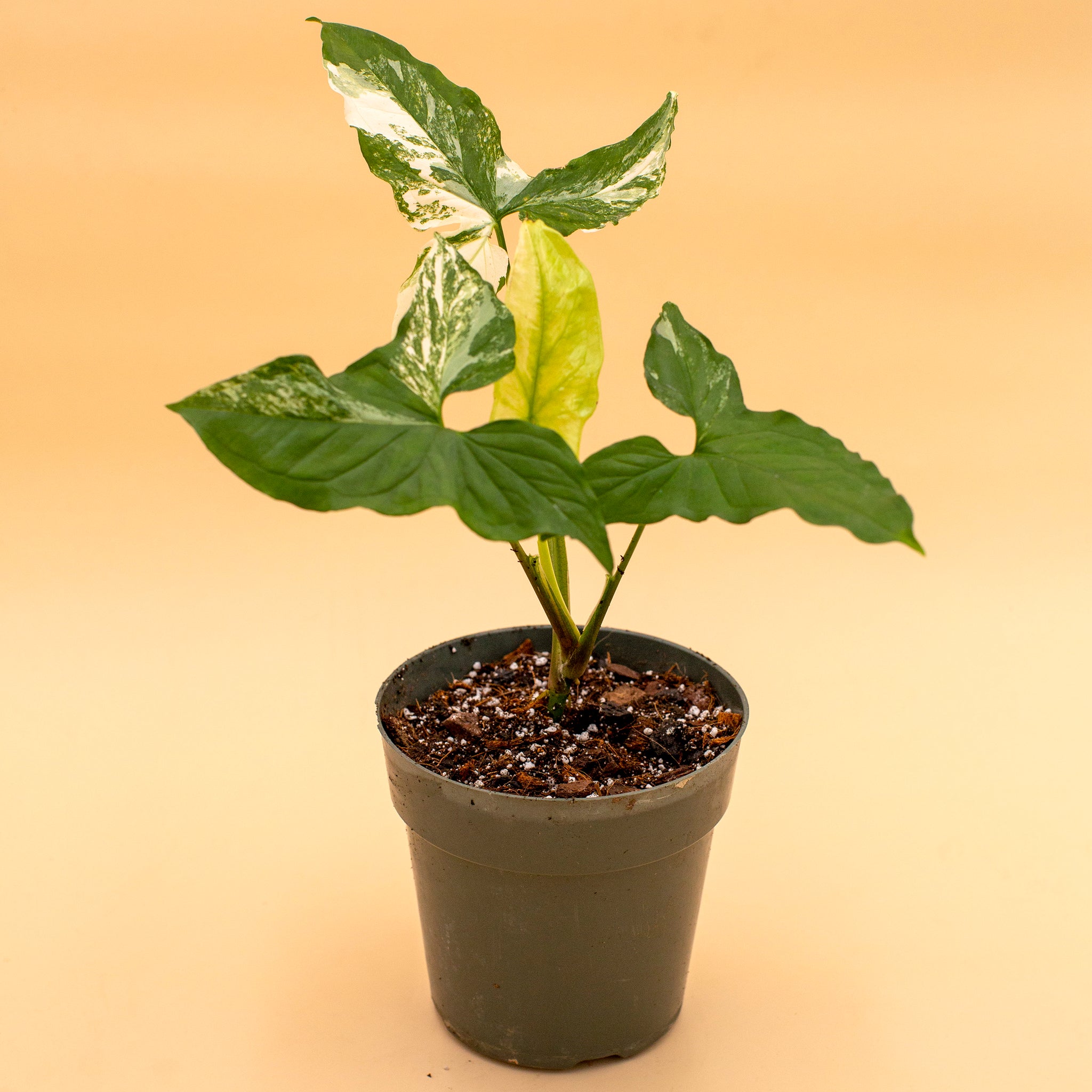 Syngonium podophyllym albo-variegatum