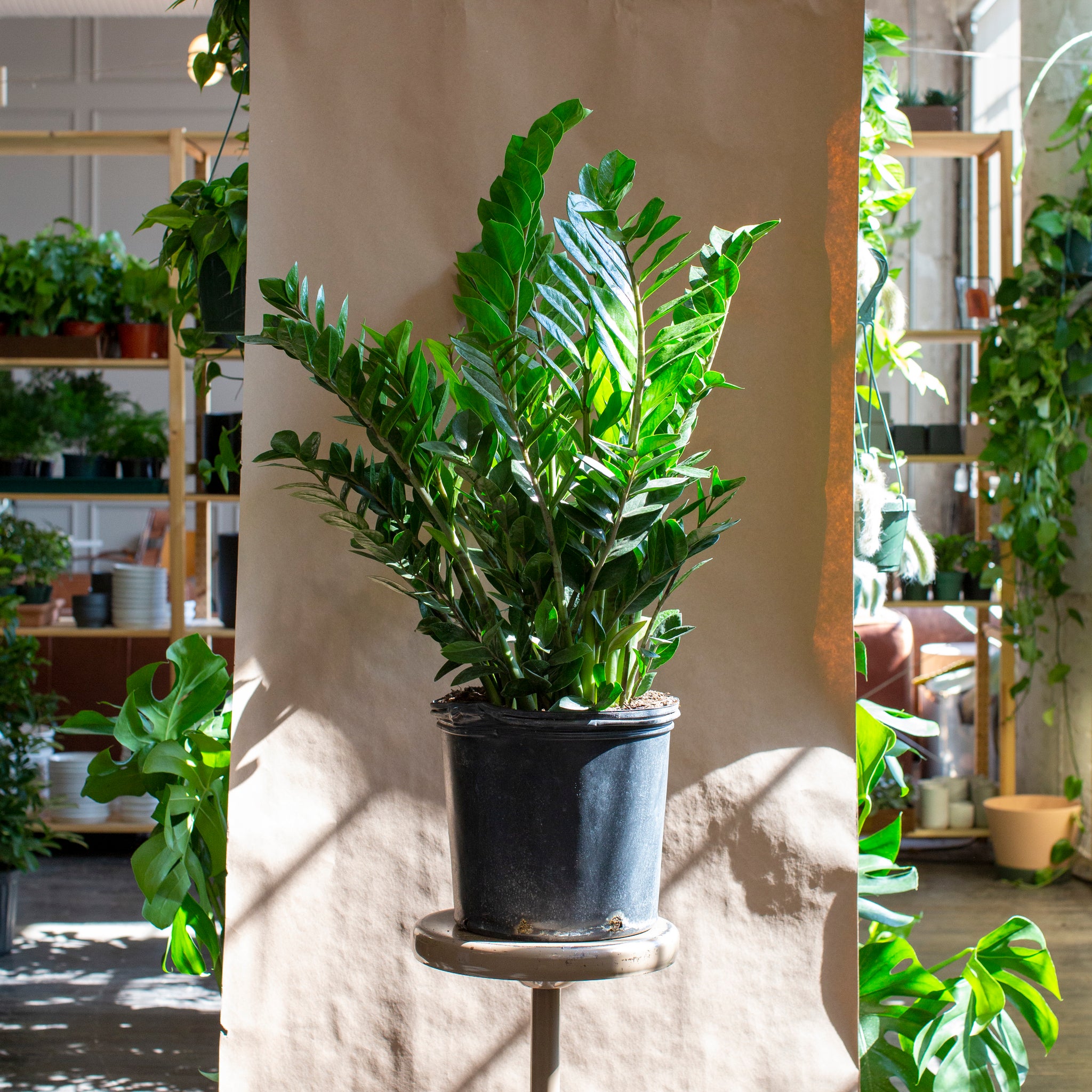 akebono zz plant Zamioculcas zamiifolia (ZZ Plant) – The Victorian Atlanta