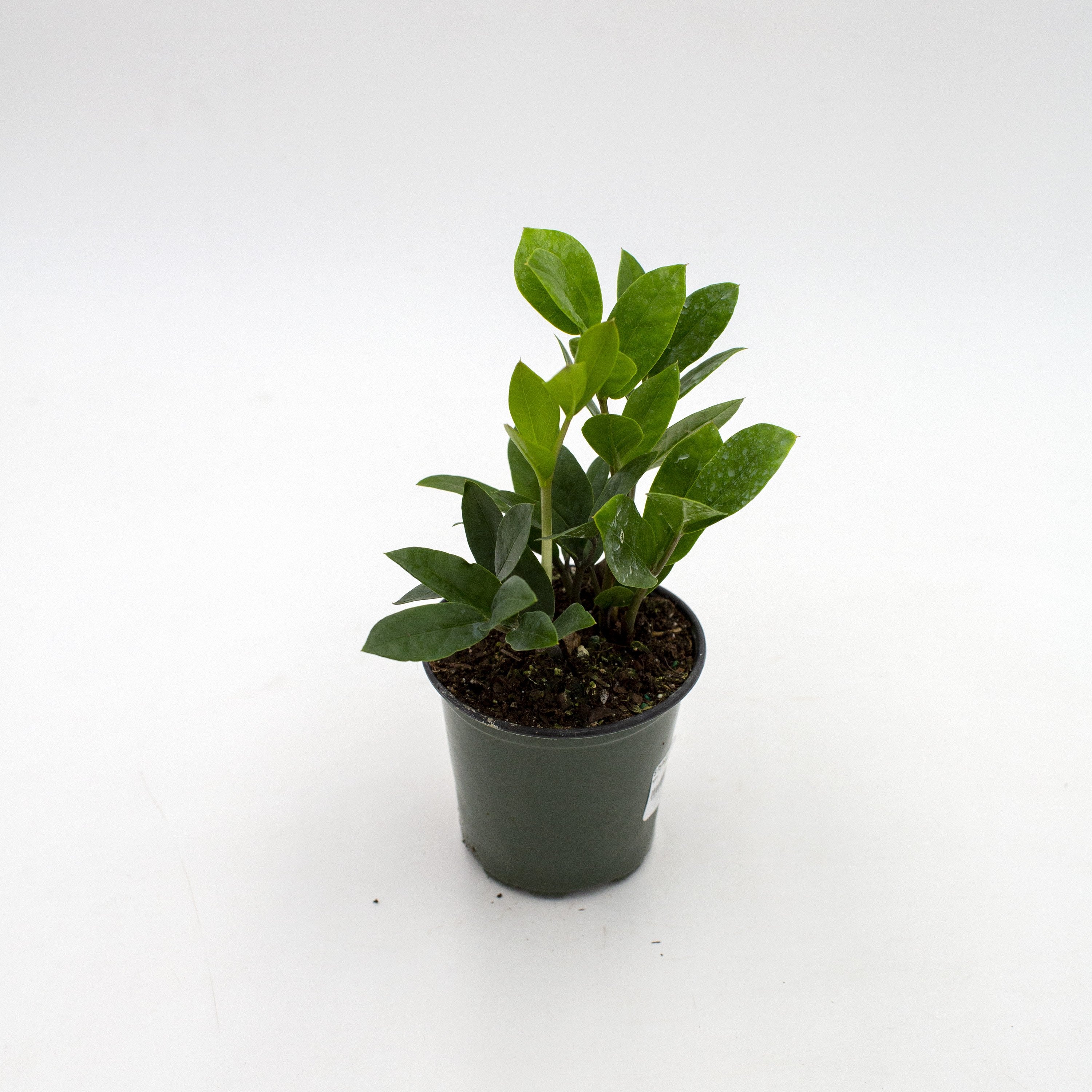 水 Zamioculcas zamifolia A B E G Zamioculus Zamifolia / ZZ – Horti