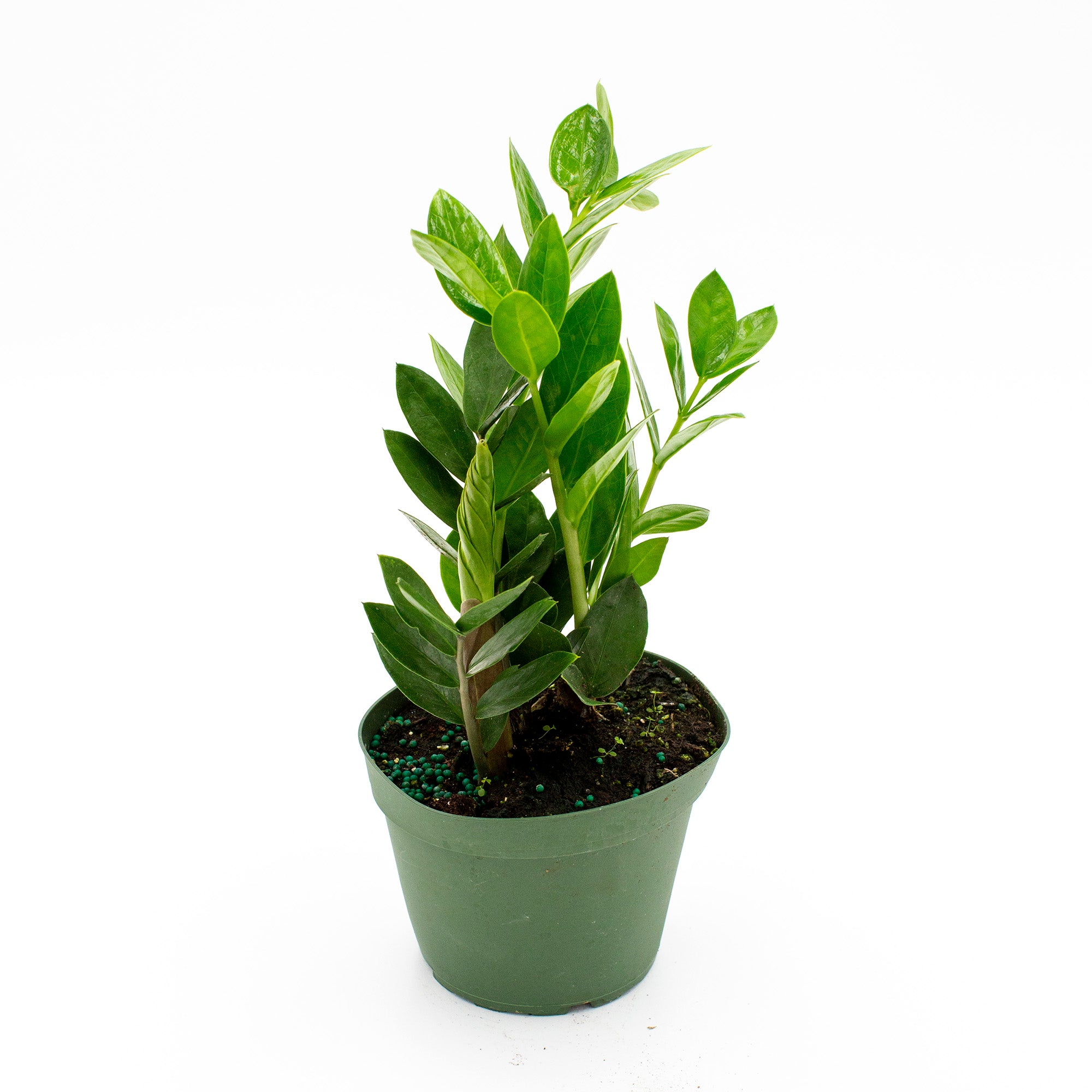 Zamioculcas zamiifolia (ZZ Plant) – The Victorian Atlanta