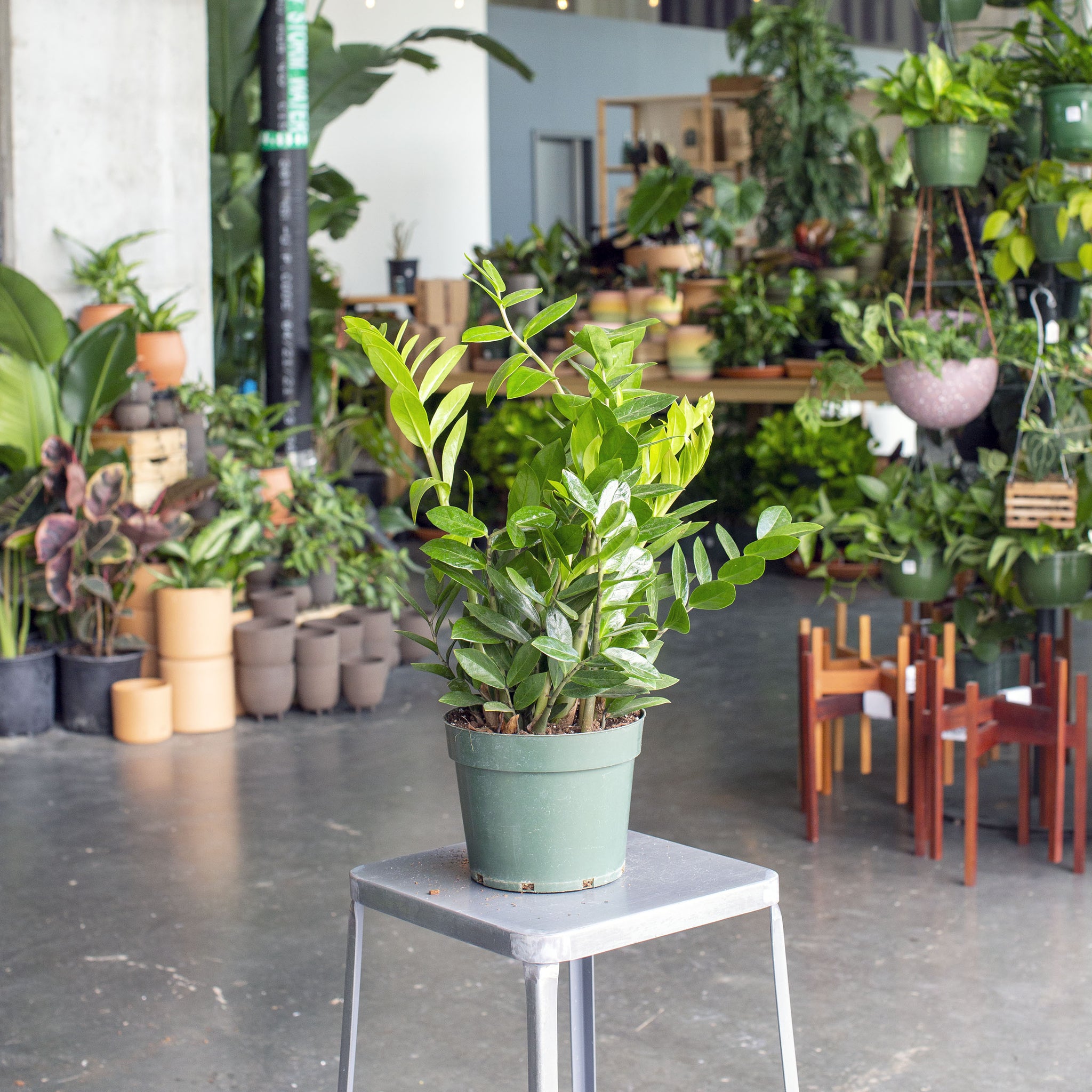 akebono zz plant Zamioculcas zamiifolia (ZZ Plant) – The Victorian Atlanta